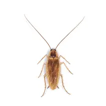 American Cockroach