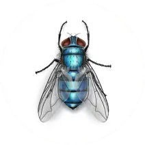 Bottle Fly