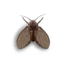 Drain Fly