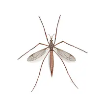 Crane Fly