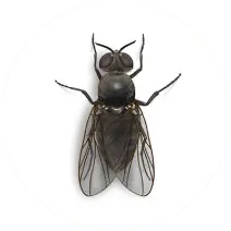 Black Fly