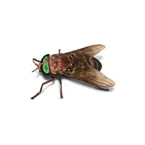 Horse Fly