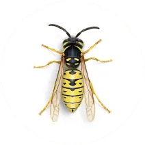 Yellow Jacket