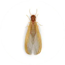 Drywood Termite