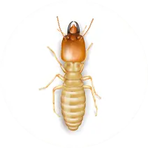 Subterranean Termite