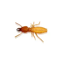 Formosan Termite