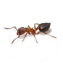 Acrobat Ant