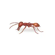 Army Ant