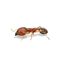 Bigheaded Ant