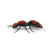 Cow Killer Ant