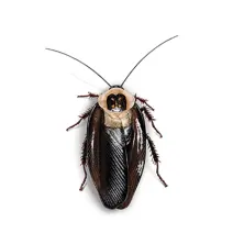 Death Head Cockroach