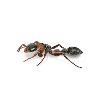 Elongate Mexican Twig Ant